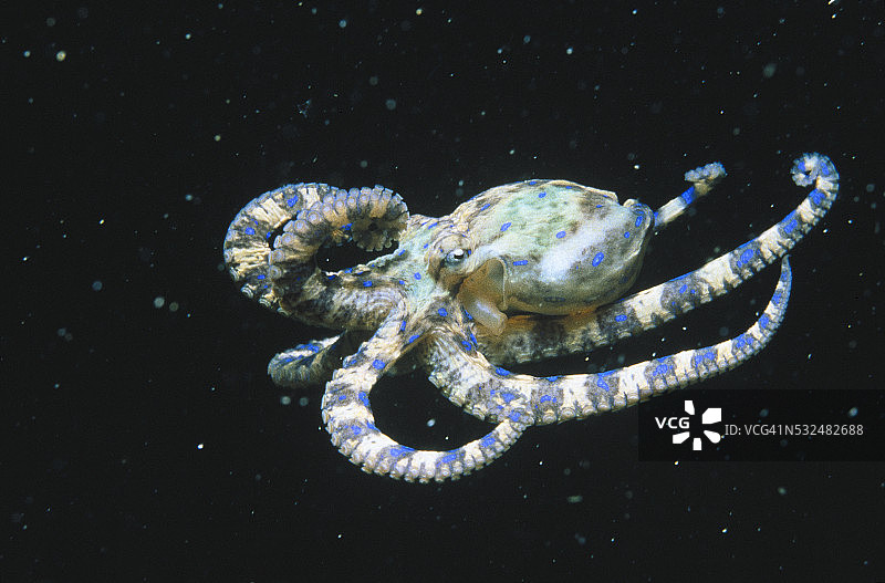 蓝环章鱼图片素材