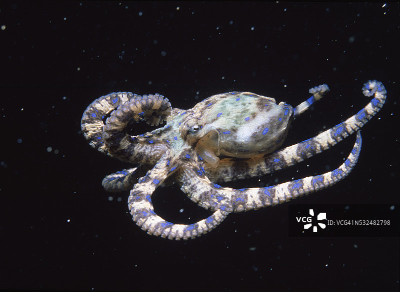 蓝环章鱼侧视图图片素材