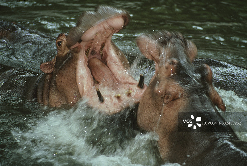 河马搏斗图片素材