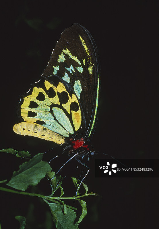 裳凤蝶图片素材