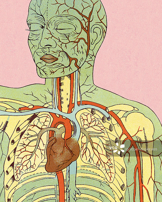 循环系统解剖结构图片素材