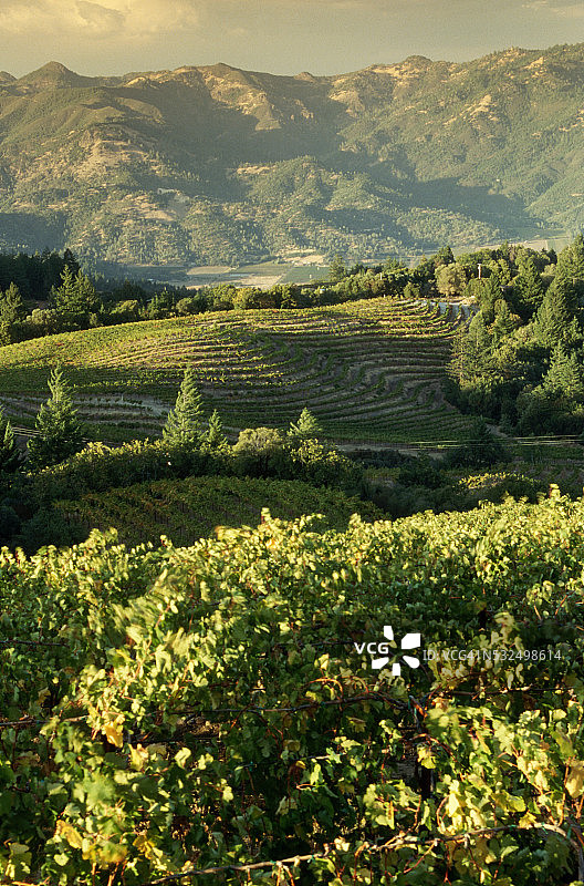 纳帕谷的赤霞珠葡萄园图片素材