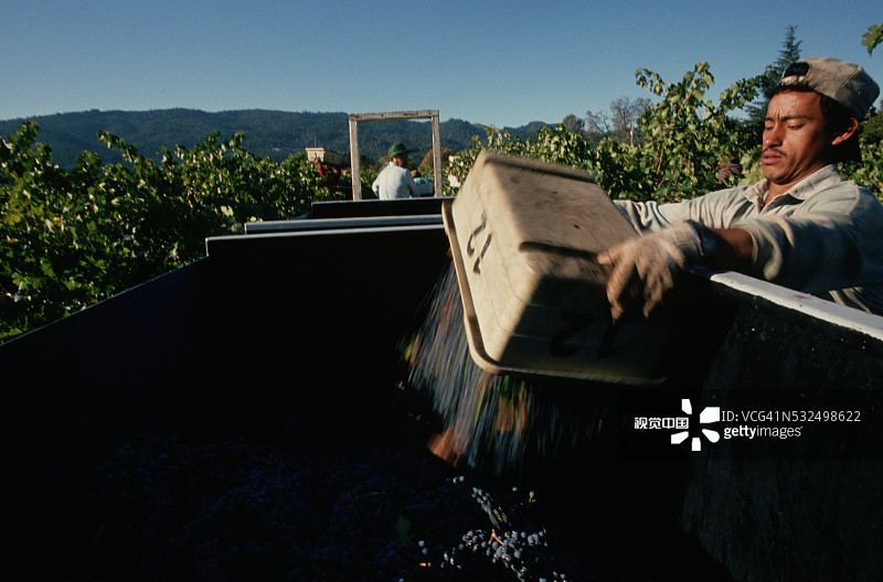 工人采摘赤霞珠葡萄图片素材