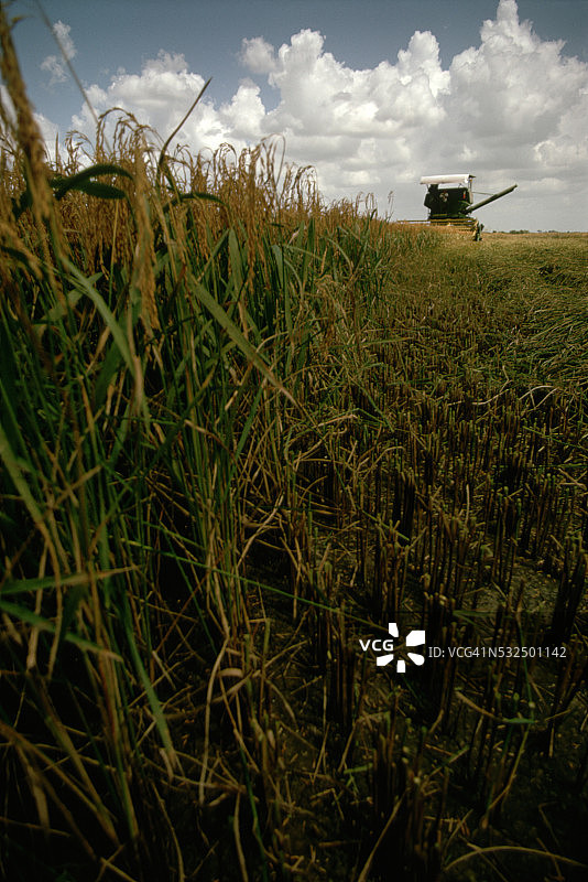 部分收割的稻田图片素材