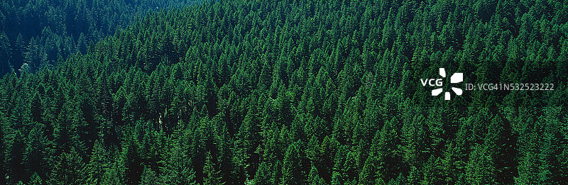 花旗松森林图片素材