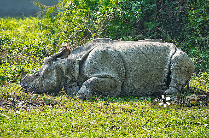 草地上休息的犀牛图片素材