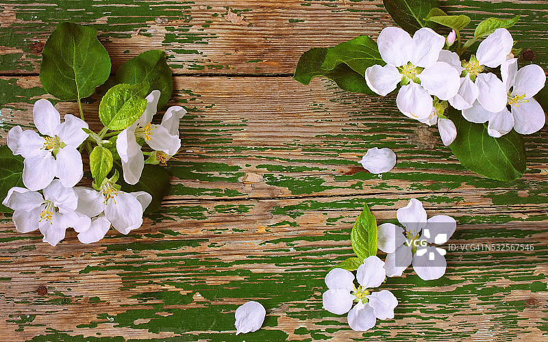 精致的苹果树花朵和花瓣图片素材