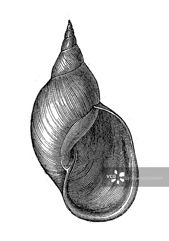 古董插画：壳类大瓶螺图片素材