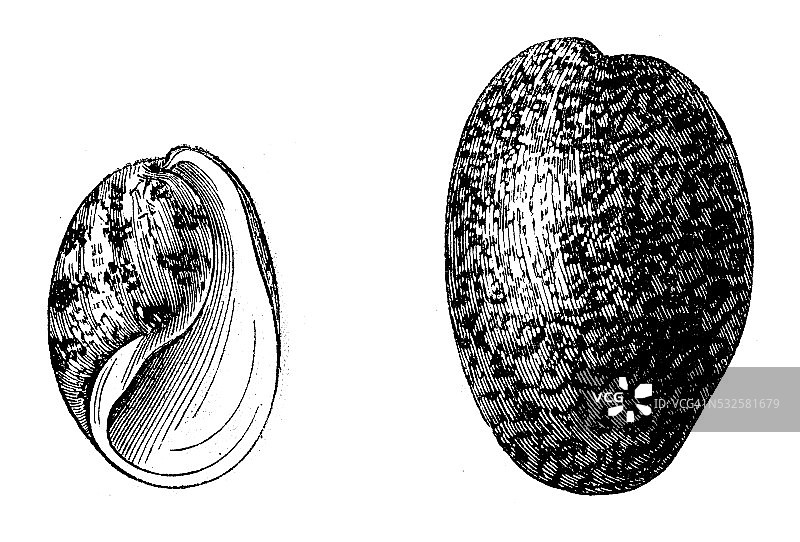 泡螺壳复古插画图片素材