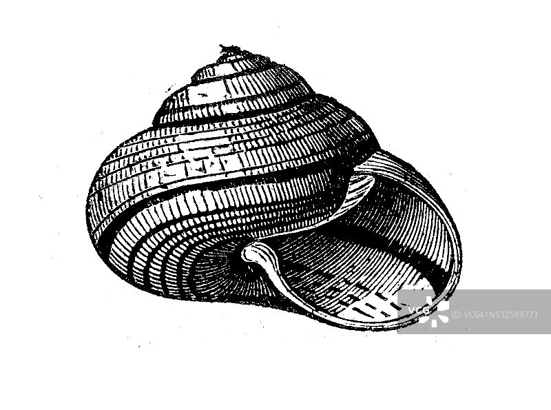 斯图亚特氏螺壳的古董插画图片素材