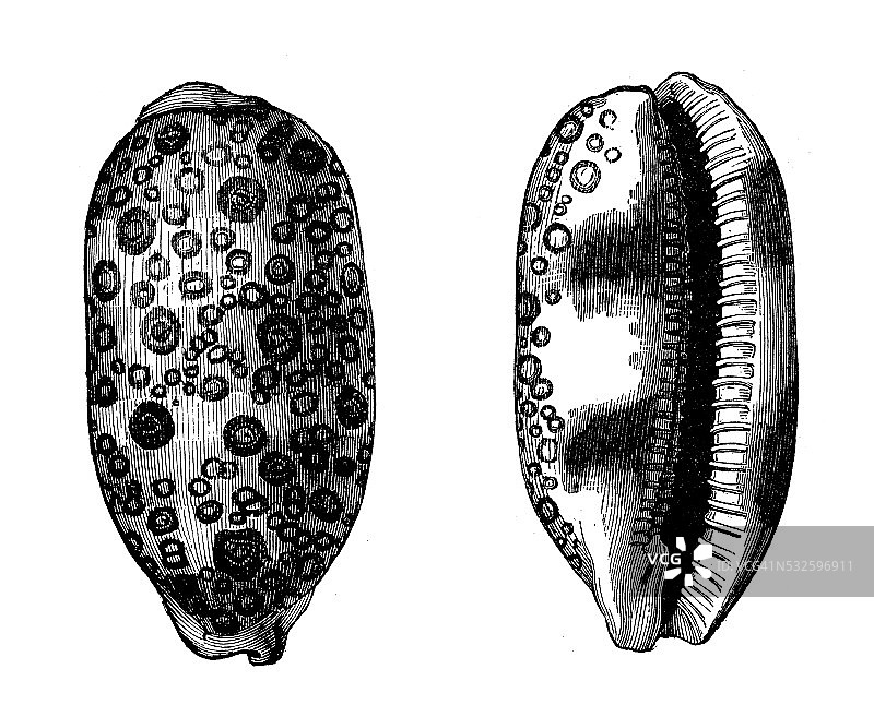 眼斑宝螺复古插画图片素材