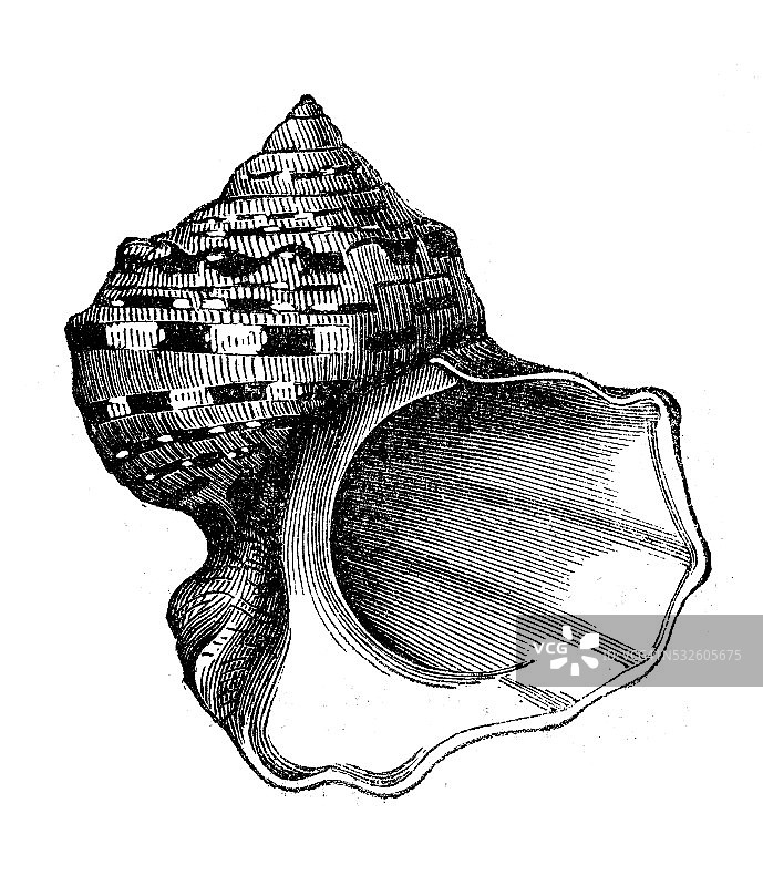 骨螺贝壳的古董插画图片素材