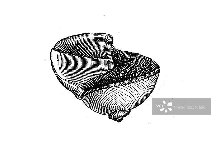Jantina comunis贝壳古董插画图片素材