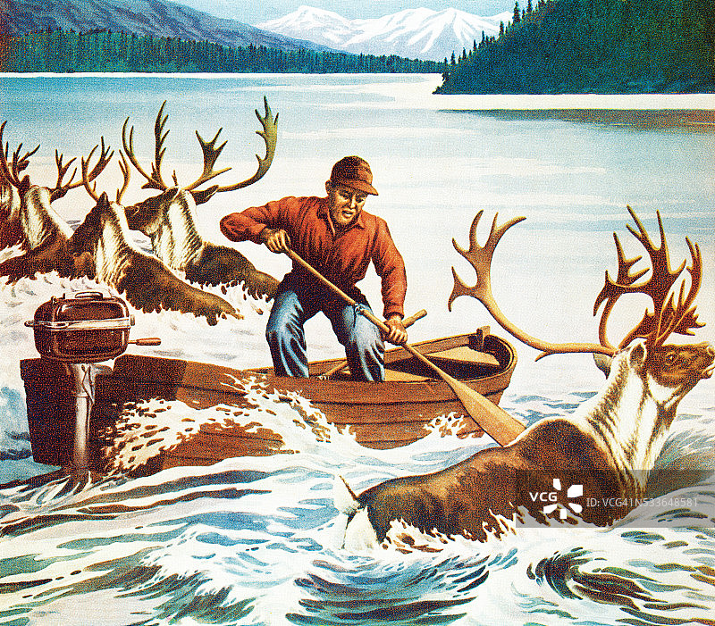 驯鹿放牧图片素材