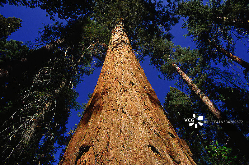 加利福尼亚州的巨型红杉树图片素材
