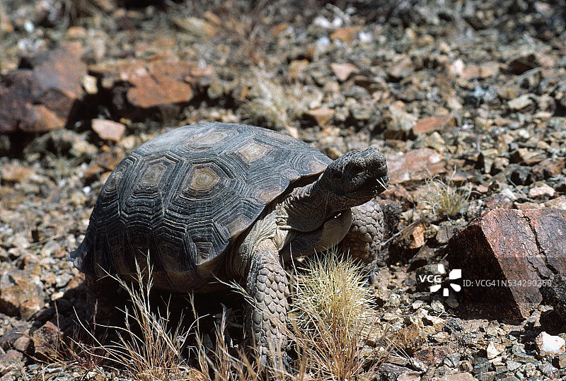 沙漠龟吃Cholla仙人掌图片素材