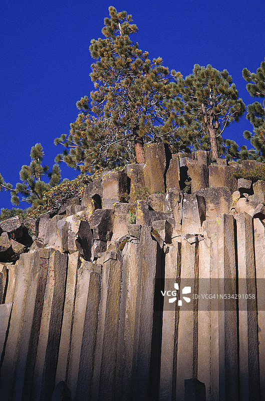 玄武岩柱和松树图片素材