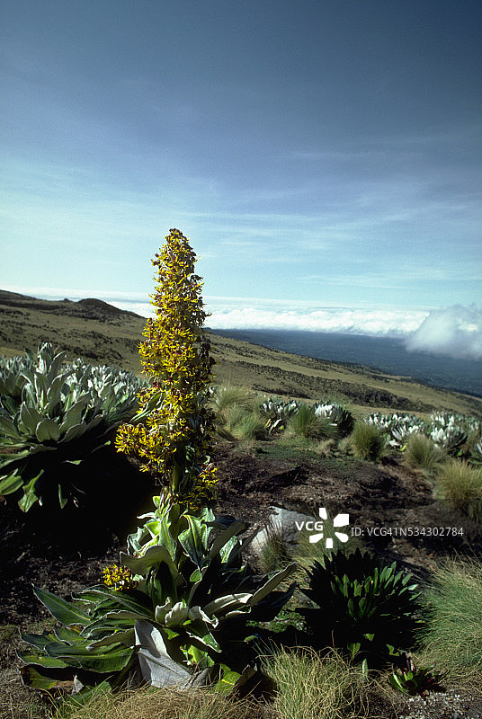大叶山梗菜图片素材