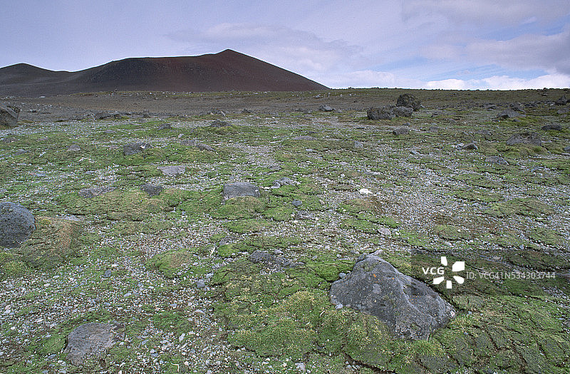 南极岛上的苔藓图片素材