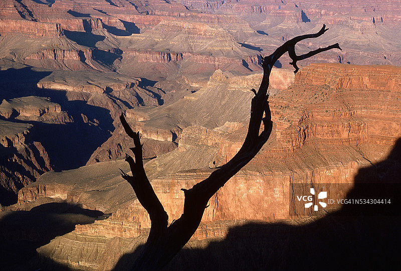 树木剪影与大峡谷概览图片素材