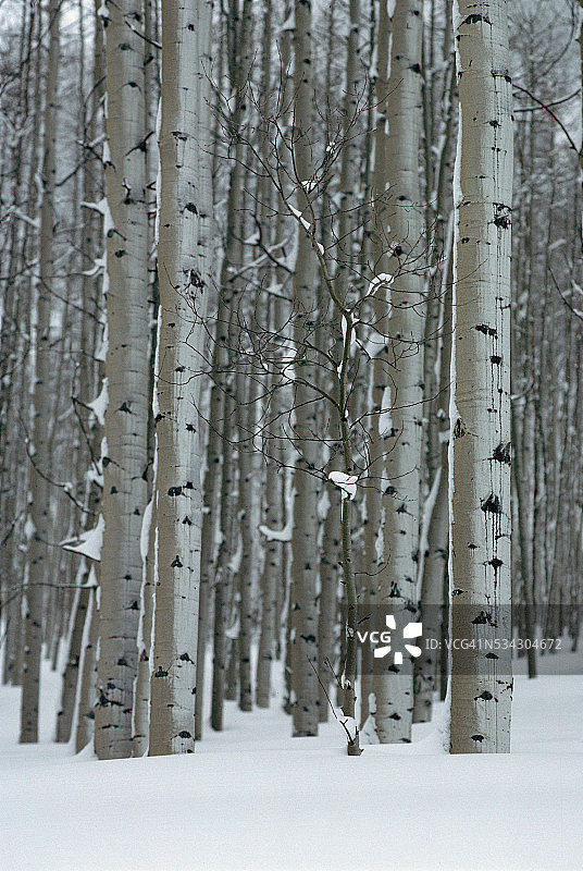冬季颤抖的白杨树图片素材