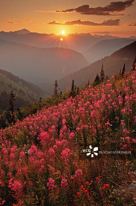 日出时分的阿尔卑斯山野花图片素材