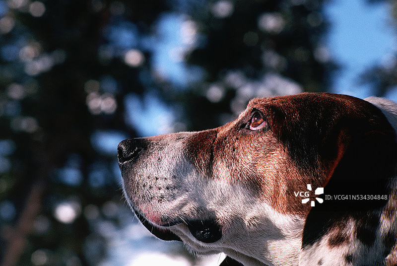 鼻子上有疤痕的狗图片素材