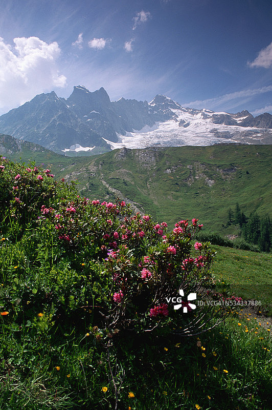 阿马尔菲的鲜花图片素材