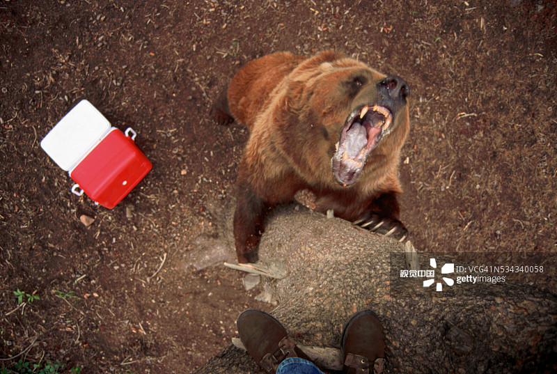 灰熊对着树上的人咆哮图片素材