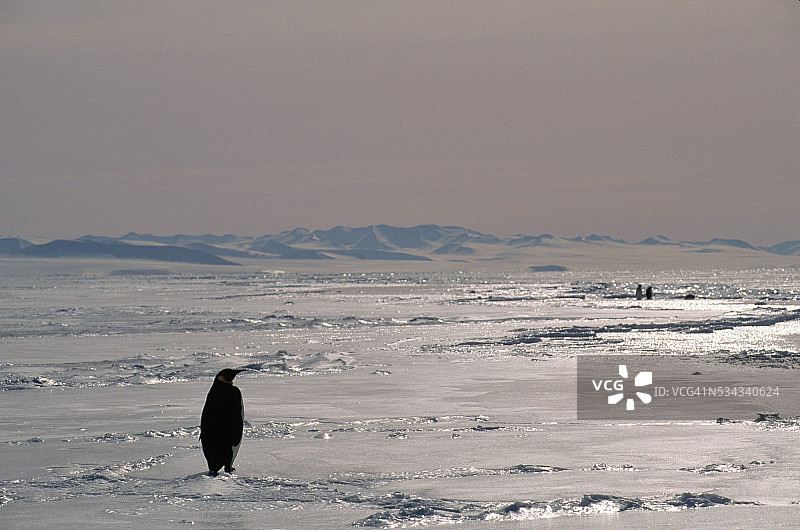 广阔的南极景观中的帝企鹅图片素材