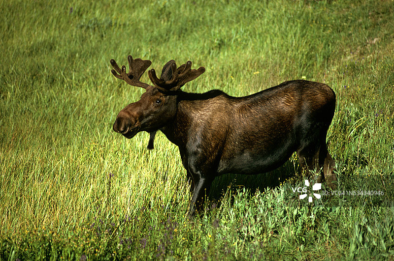 绿色草甸中的驼鹿图片素材