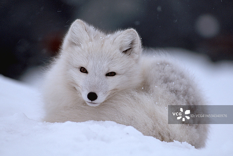 蜷缩在冬日雪地里的北极狐图片素材