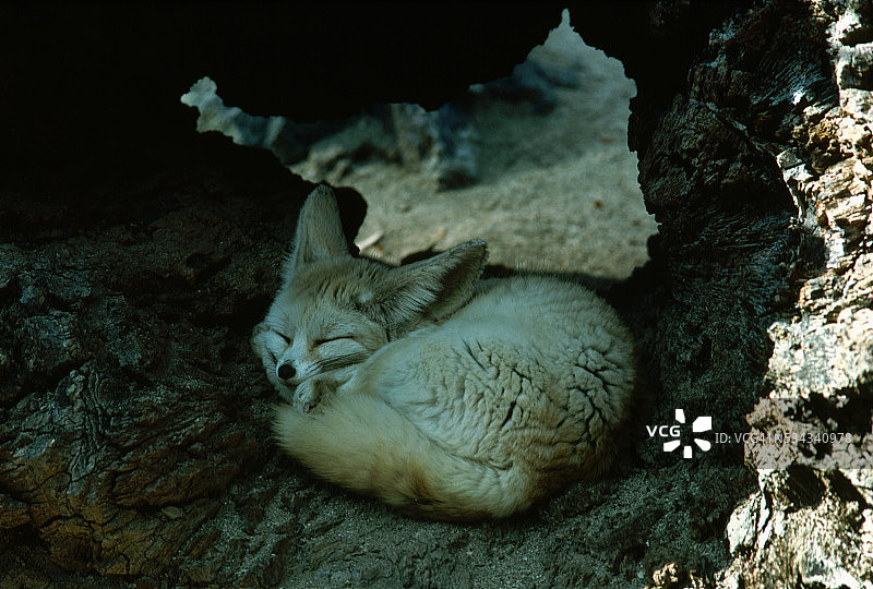 熟睡的狐狸图片素材