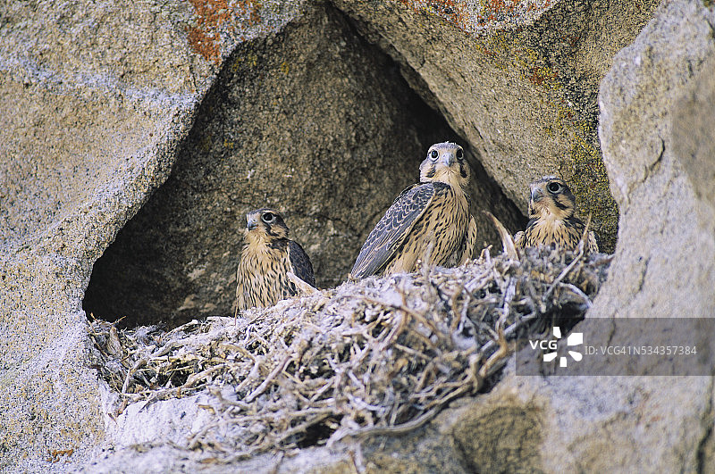 草原猎隼在岩石中筑巢图片素材