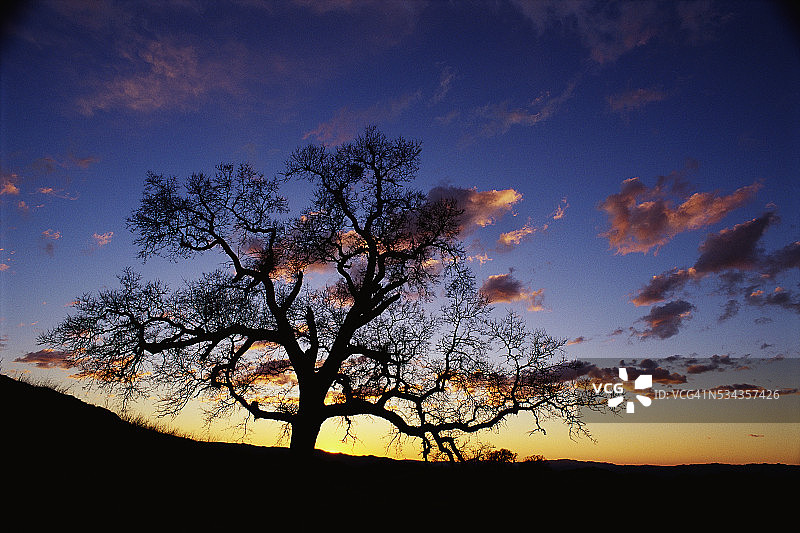 日落时的树木图片素材
