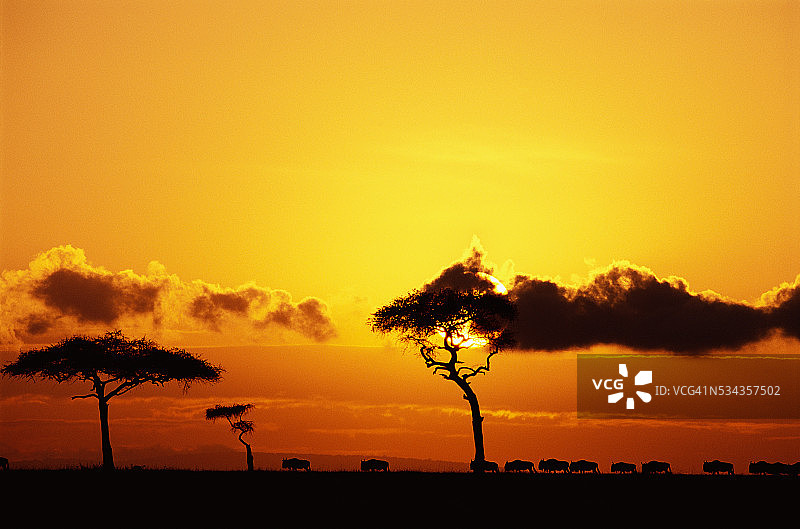 日出时分的角马群图片素材