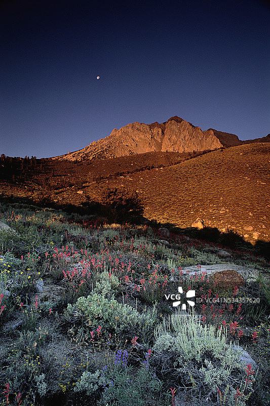 主教溪附近的野花图片素材