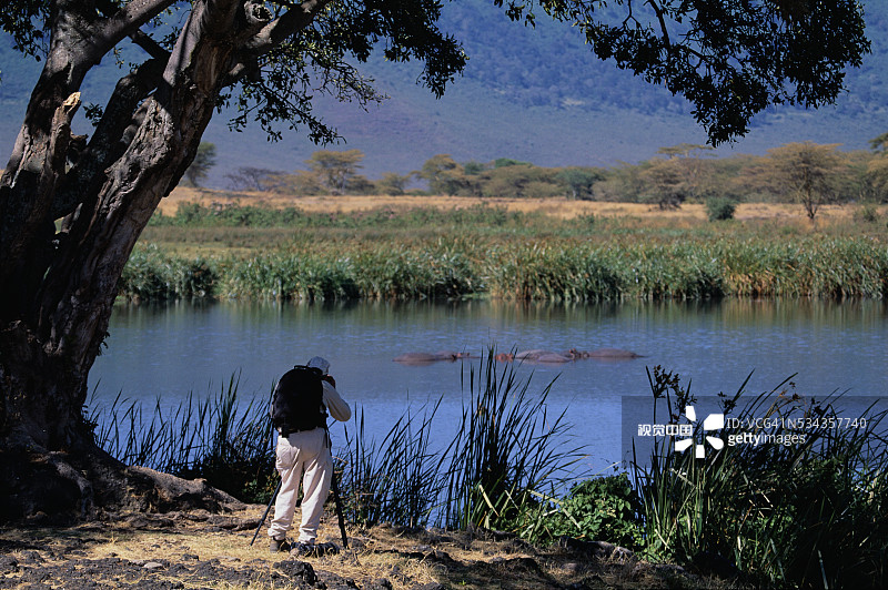游客拍摄河马图片素材