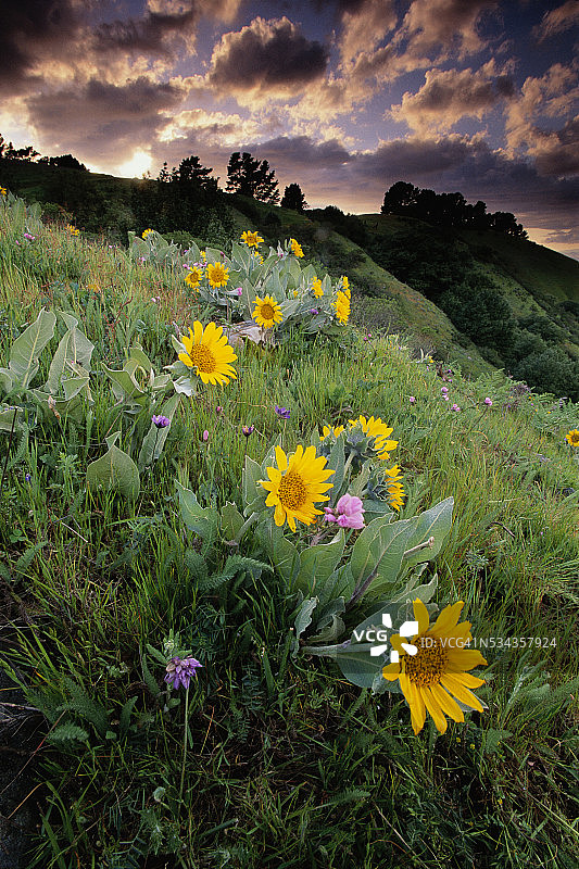 沃梅尔峰的春花图片素材