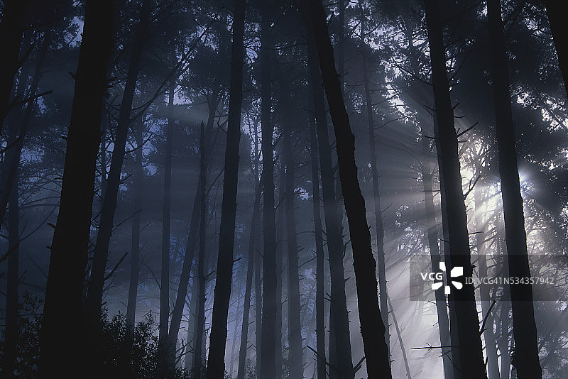 蒂尔登地区公园森林中的阳光图片素材