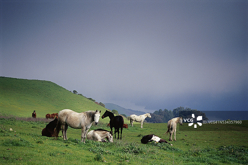 伯克利山牧场上的马图片素材