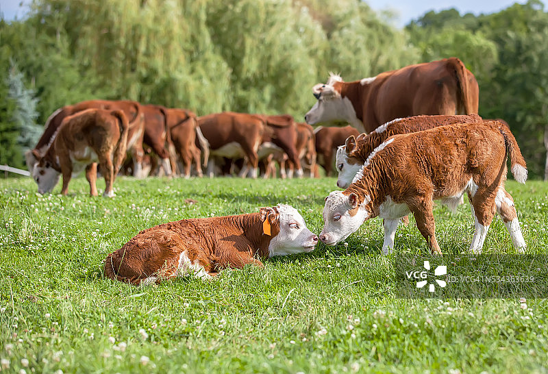 海福特小牛和母牛图片素材