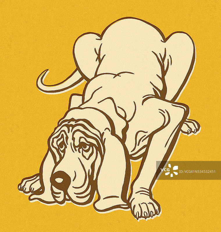 寻血猎犬嗅探图片素材