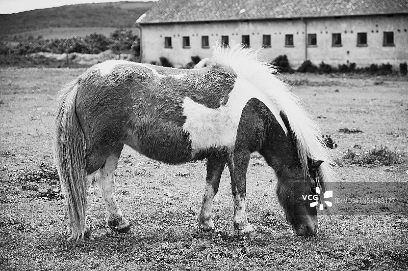 吃草的马图片素材