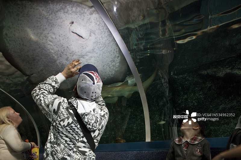 游客在悉尼水族馆拍摄蝠鲼图片素材