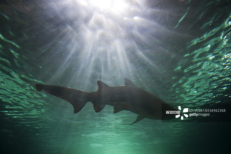悉尼水族馆的灰护士鲨图片素材