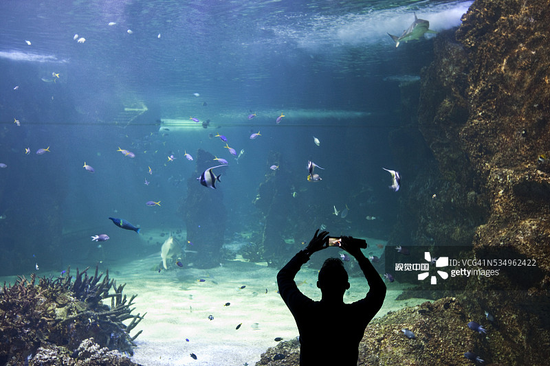 游客在悉尼水族馆用手机拍摄鱼图片素材