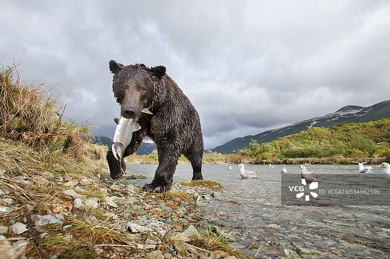 阿拉斯加卡特迈国家公园，棕熊图片素材