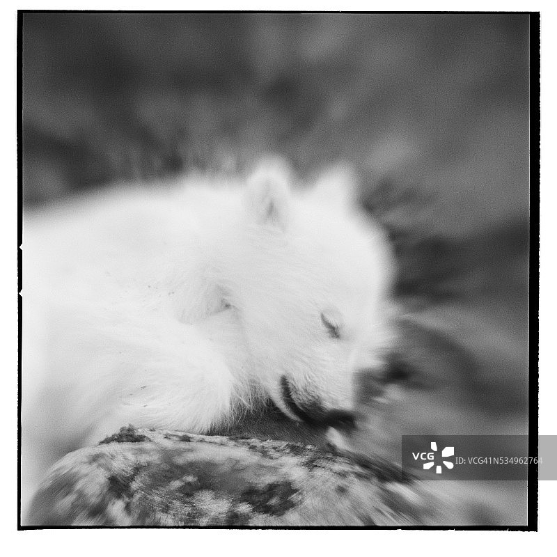 挪威斯瓦尔巴群岛的死亡北极熊幼崽图片素材