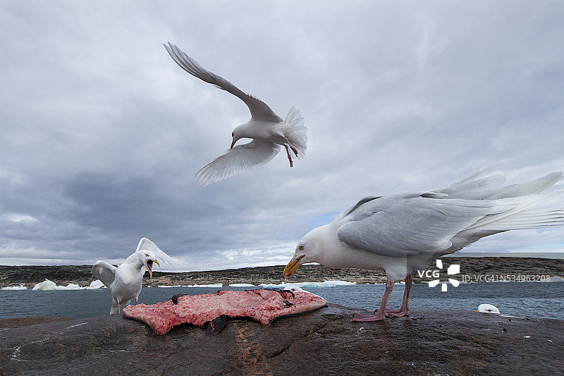 海鸥在加拿大努纳武特以海豹尸体为食图片素材